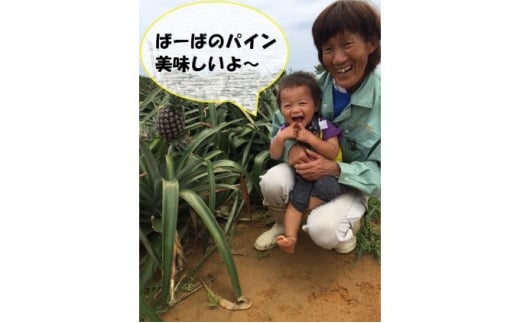 【ふるさと納税】2025年 先行予約 ピーチパイン 約11kg 12〜16玉 桃の香り ますみ農園 パイン 果物 フルーツ　【果物詰合せ・フルーツ・ピーチパイン】　お届け：2025年5月上旬〜6月中旬