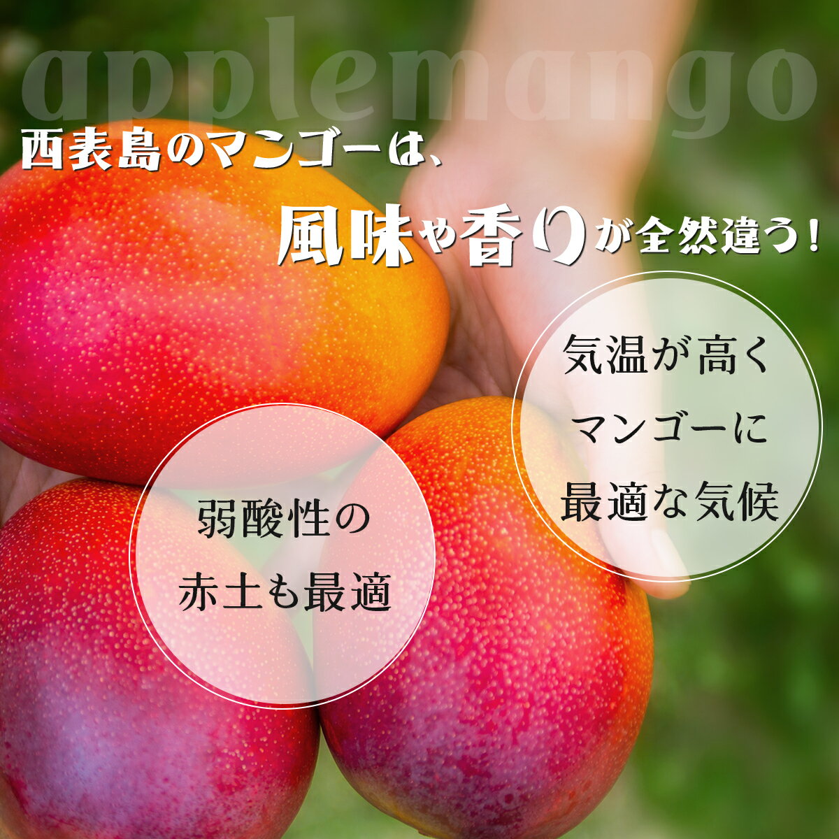 【ふるさと納税】2026年 先行予約 パイン マンゴー セット トロピカルフルーツセット ますみ農園 果物 【 果物 フルーツ マンゴー 果物詰合せ パイン トロピカルフルーツセット 】 お届け：2026年6月下旬～7月下旬