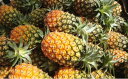 【ふるさと納税】 “蜜たっぷり” 島パイン (ハワイ種) 約3kg 2~3玉 ますみ農園 “蜜たっぷり” パイン パイナップル 果物 フルーツ 【竹富町】 お届け:2025年6月下旬~7月下旬