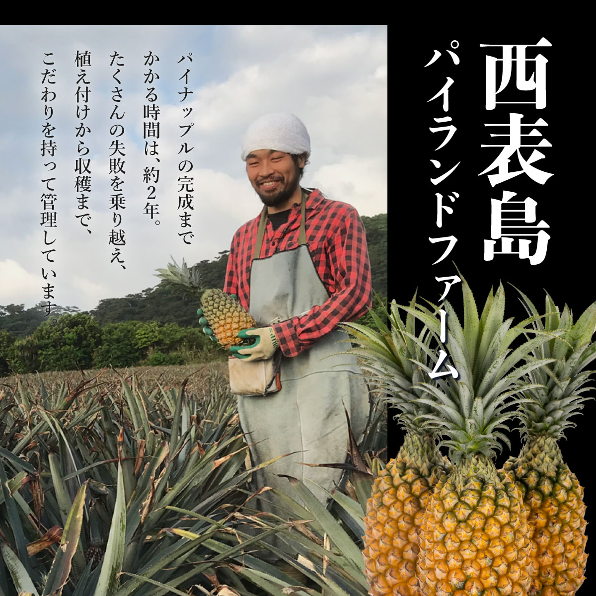 【ふるさと納税】2026年 先行予約 GOKUJUKU -極熟- プレミアム スナックパイン 果物 フルーツ