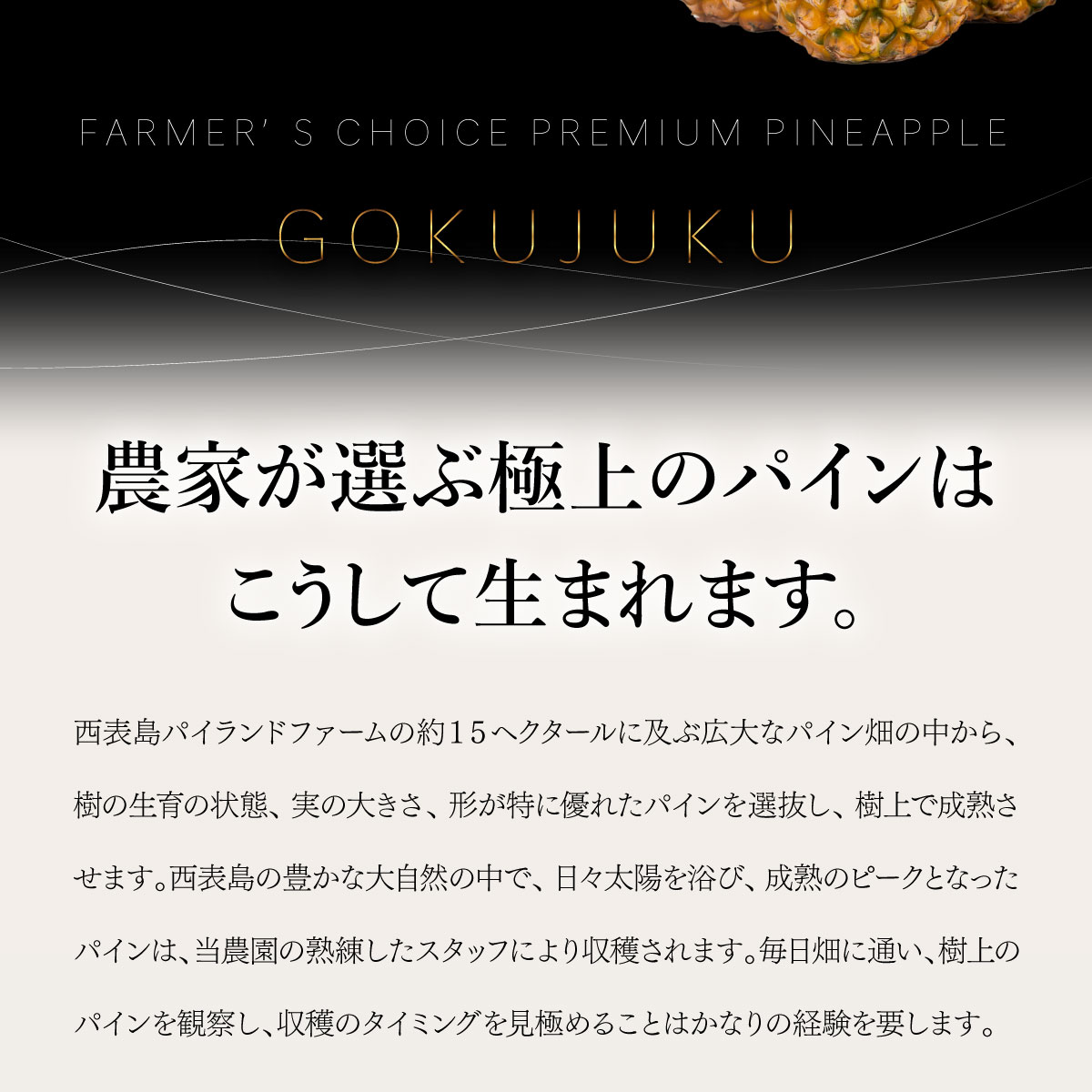 【ふるさと納税】2026年 先行予約 GOKUJUKU -極熟- プレミアム スナックパイン 果物 フルーツ