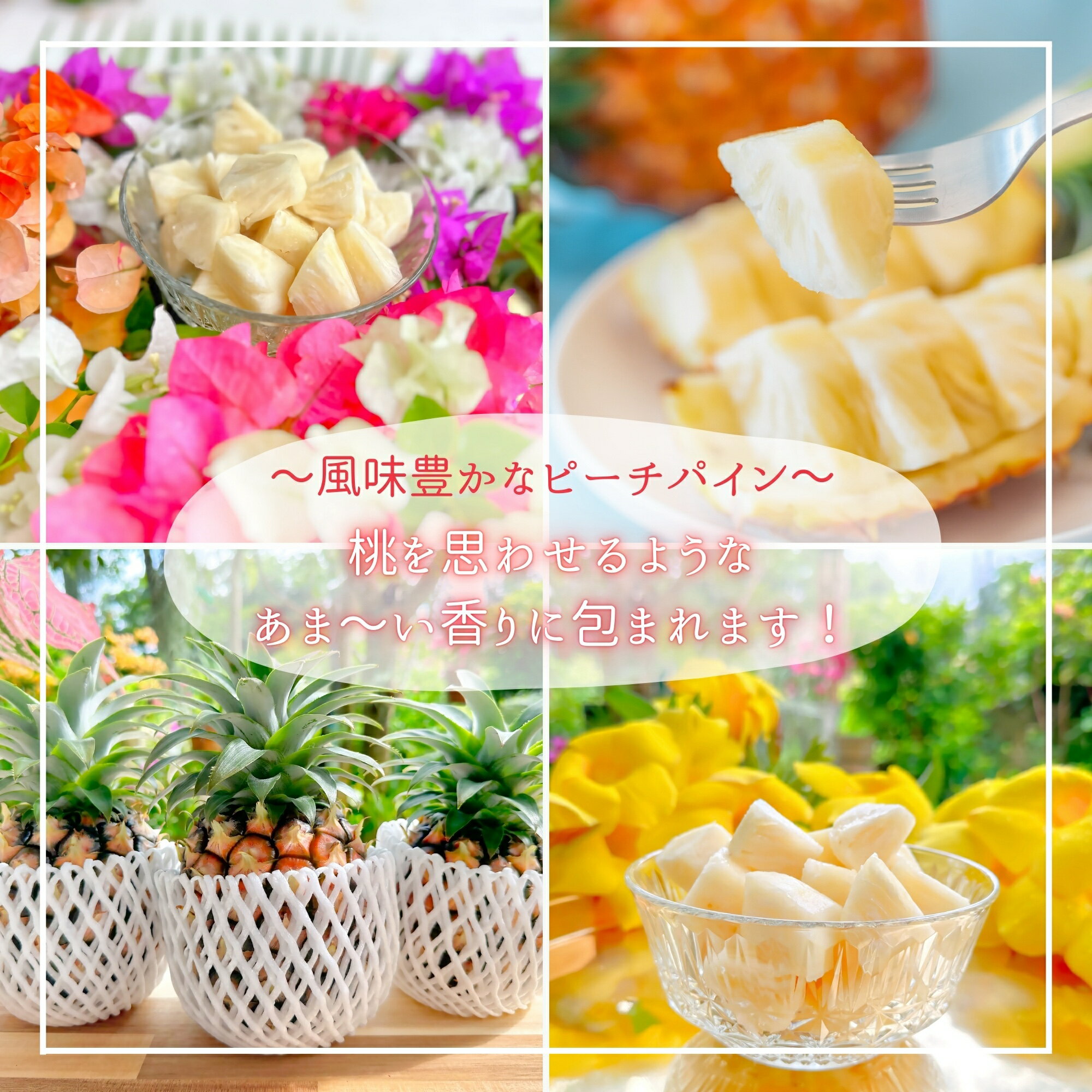 【ふるさと納税】【ピーチ定期便★約2.8kg×2回】☆新感覚☆ 桃のような芳醇な香りのする『西表島産 完熟ピーチパイン』【先行予約 定期便 ピーチパイン パイナップル 果物 フルーツ 西表島 定期 2回 】 お届け：2025年5月上旬頃から順次発送・6月末頃まで
