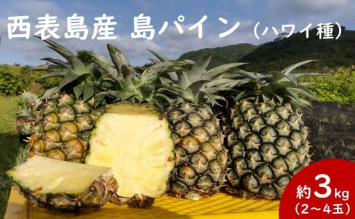【ふるさと納税】2025年先行予約 島パイン (ハワイ種) 約3kg 2〜4玉 パイナップルの王道 【西表島産 パイン 果物 フルーツ 南国フルーツ パイナップル 沖縄県竹富町】 お届け:2025年6月中旬〜7月下旬(収穫でき次第順次発送) 【ふるさと納税】2025年先行予約 島パイン (ハワイ種) 約3kg 2〜4玉 パイナップルの王道 【西表島産 パイン 果物 フルーツ 南国フルーツ パイナップル 沖縄県竹富町】 お届け:2025年6月中旬〜7月下旬(収穫でき次第順次発送)