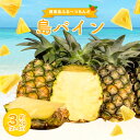 【ふるさと納税】2025年先行予約 島パイン (ハワイ種) 約3kg 2~4玉 パイナップルの王道 【西表島産 パイン 果物 フルーツ 南国フルーツ パイナップル 沖縄県竹富町】 お届け:2025年6月中旬~7月下旬(収穫でき次第順次発送)