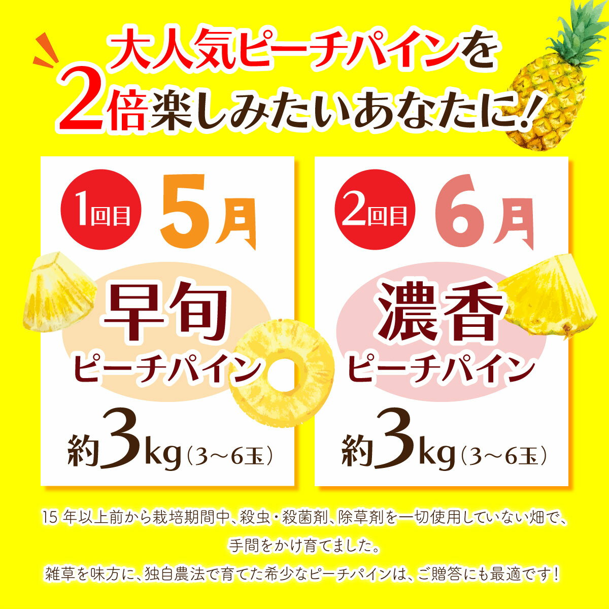 【ふるさと納税】定期便 2ヶ月 絶品ピーチパイン 約3kg【E-SOU/E】 2024年 先行予約 西表島 初エコファーマー認定 パイン 果物 フルーツ 2回 お楽しみ　【定期便・竹富町】　お届け：2024年5月上旬～6月下旬