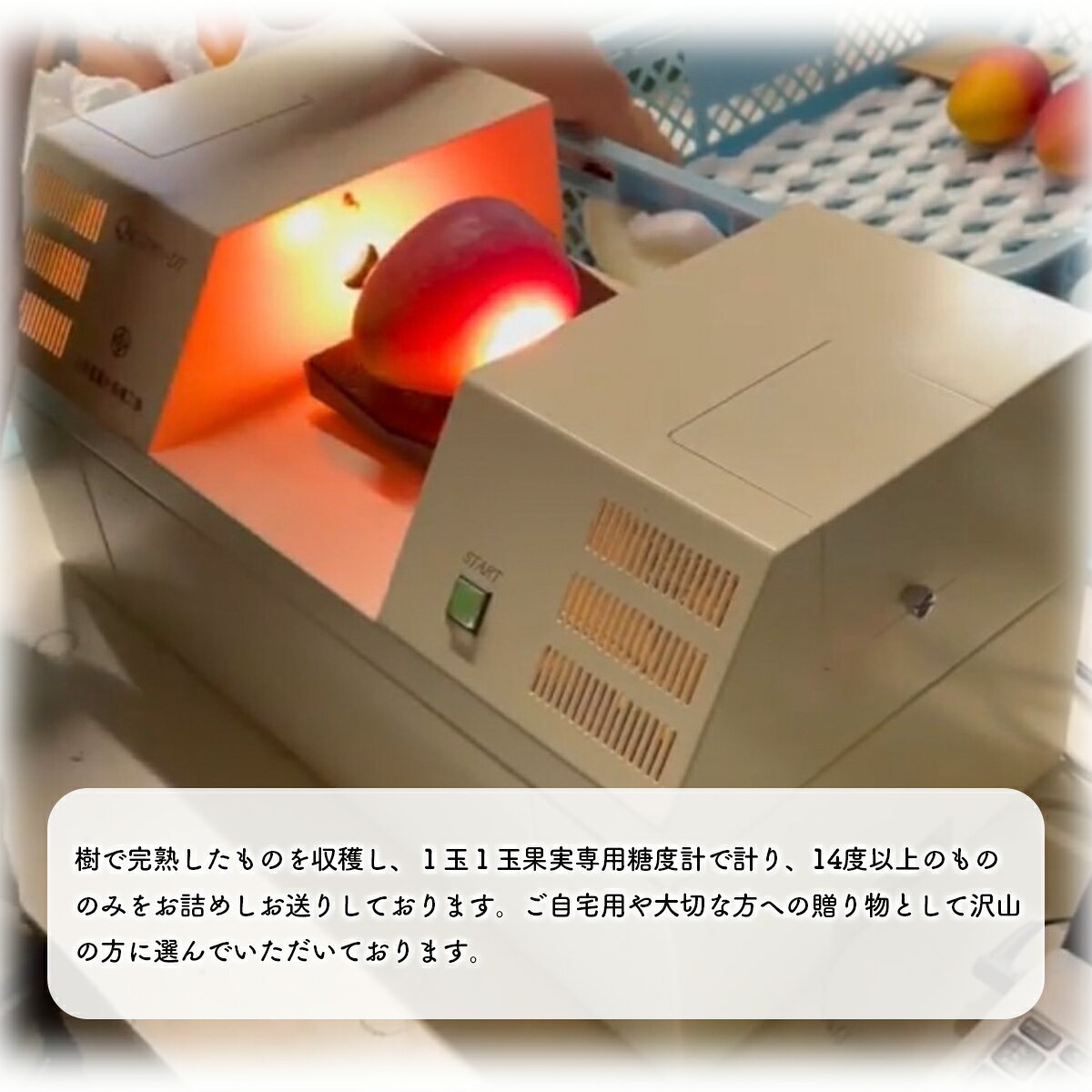 【ふるさと納税】【内容量が選べる】 2026年 先行予約 アップルマンゴー 約1〜4kg 2～12玉 セット 八重山マンゴー品評会総合1位を計3回獲得！高糖度保証！農園ファイミール 濃厚 果物 フルーツ　【竹富町】　お届け：2026年6月中旬～7月下旬