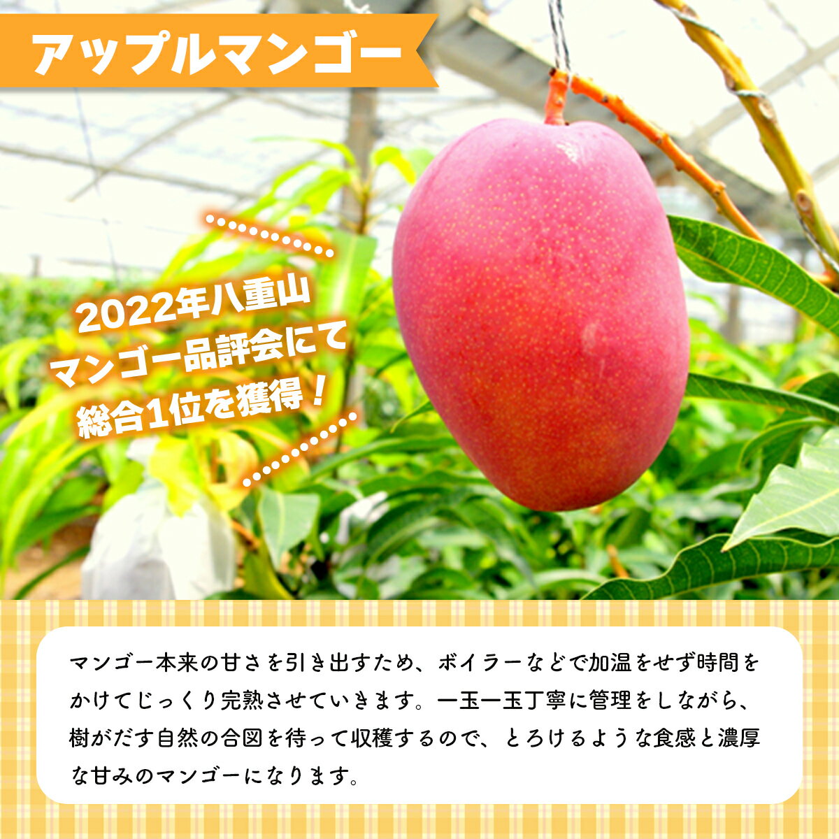 【ふるさと納税】【内容量が選べる】 2026年 先行予約 アップルマンゴー 約1〜4kg 2～12玉 セット 八重山マンゴー品評会総合1位を計3回獲得！高糖度保証！農園ファイミール 濃厚 果物 フルーツ　【竹富町】　お届け：2026年6月中旬～7月下旬