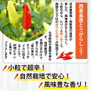 沖縄県竹富町の画像3
