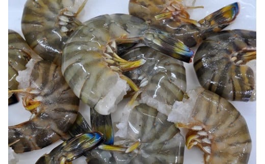 【ふるさと納税】【12/10迄の申込で年内発送】こだわりの車海老 無頭車海老 冷凍 250g×3パック 合計750g 与那国島 沖縄 与那国 車エビ クルマエビ 車えび くるまえび エビフライ 炒め物 揚げ物 和食 洋食 養殖 お祝い 縁起物 贈答 プレゼント 贈り物 炉端焼き