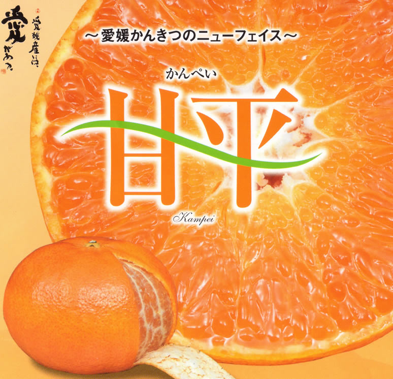 2025年2月分予約 愛媛県産 甘平 約2.7kg8～15個 化粧箱入 贈答用 S10