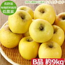 【全額返金】11月分予約 減農薬 長野 シナノゴールド りんご B品 約9kg 16?50個入 リンゴ 林檎 産地直送 小山 ※ ふるさと納税 ではありません SSS