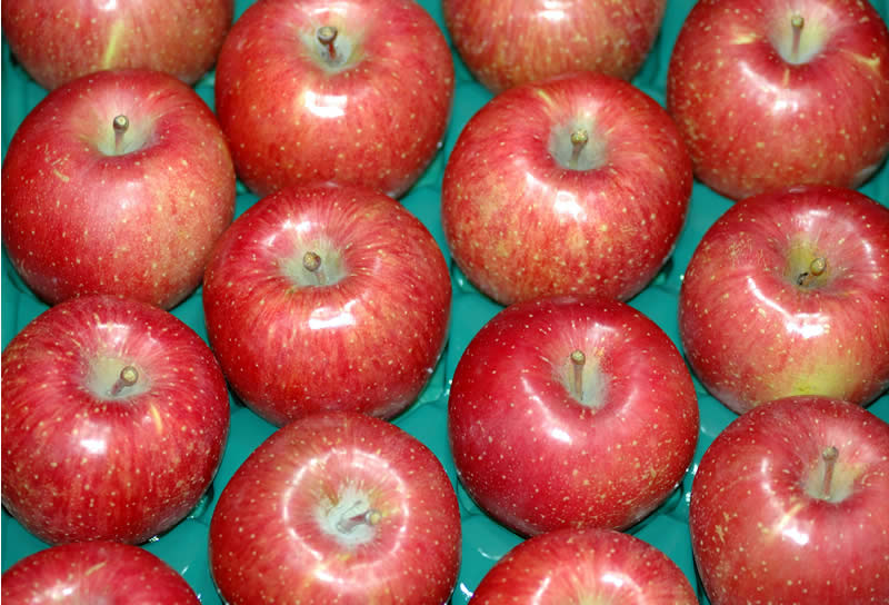 りんご 2024年11月分予約 低農薬 サンふじ りんご 9kg 小玉 36～40個 リンゴ 林檎 さんふじ サンフジ ギフト SSS