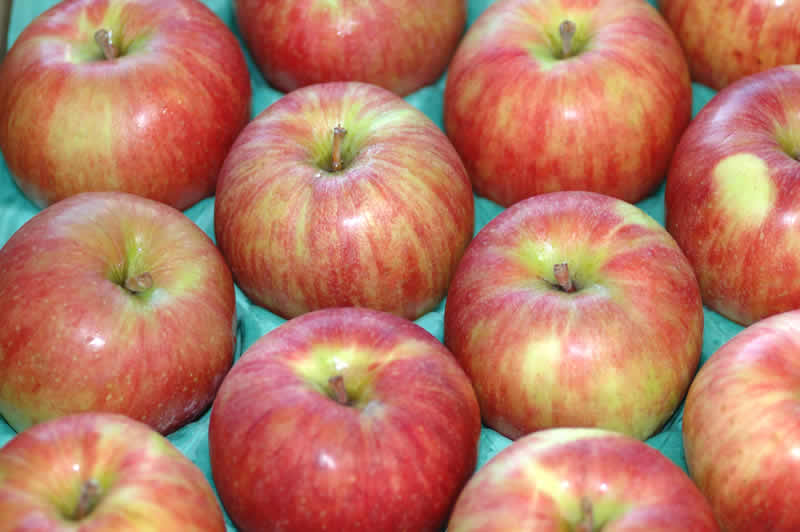 サンつがる りんご 贈答用 約10kg 大玉2...の紹介画像3