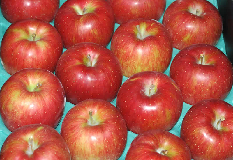 長野産 りんご シナノスイート 贈答用 秀品 10kg 32個～40個入 リンゴ 林檎 S10 10t