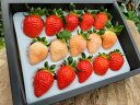 2026年分予約 減農薬 愛媛産 いちご 紅白 詰め合わせ 400g 12〜18粒 化粧箱入 苺 イチゴ 産地直送 あまおとめ あまえくぼ 紅ほっぺ 紅い雫 淡...