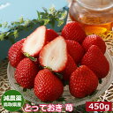 2026年分予約 減農薬 鳥取県産 とっておき 苺 いちご 贈答用 大粒 450g〜900g 化粧箱入 産地直送 章姫 あきひめ SSS ※ ふるさと納税 では...