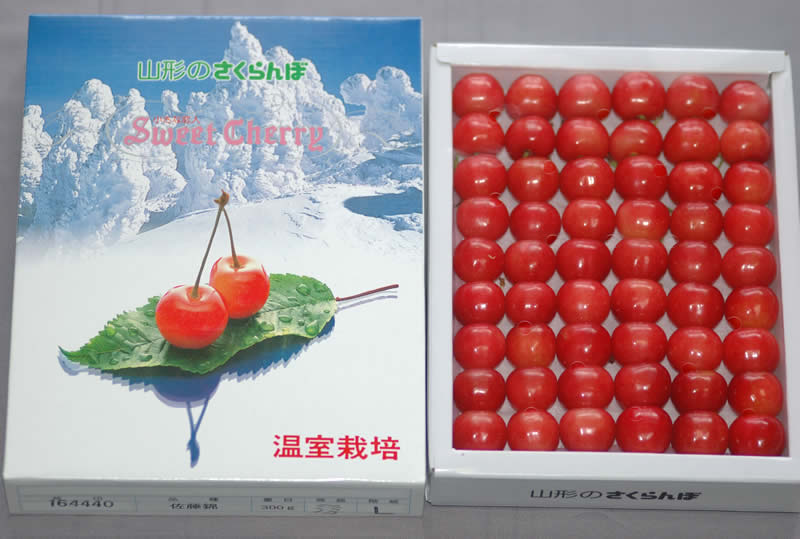 糖度24度 減農薬 山形 佐藤錦 さくらんぼ 500g 手詰め化粧箱入 Lサイズ 贈答用 サクランボ 産地直送