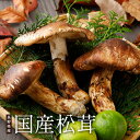 【全額返金】9月以降分予約 国産 松茸 ひらき 約300g〜1kg まつたけ マツタケ 長野 SSS ※ ふるさと納税 ではありません