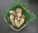 松茸 国産 つぼみ 特選品 370g 2～5本程度入 竹かご