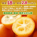 2025年1月分予約 最高糖度18度 減農薬 宮崎産 完熟 きんかん 金柑 1kg 2Lサイズ 贈答用 産地直送 柑橘 贈答 国産 フルーツ ギフト 内祝い 果物 祝い お中元 母の日 父の日 敬老の日 お歳暮 御歳暮 SSS 3