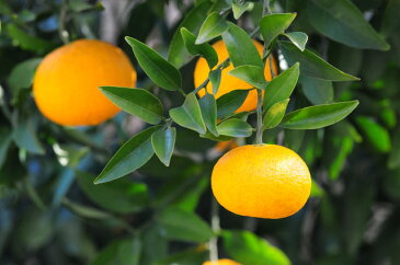 【2023年分予約】【訳あり】愛媛産 サマーキング 約8kg 減農薬 サイズ混合 甘夏 あまなつ 八朔 はっさく 甘夏みかん あまなつかん SSS