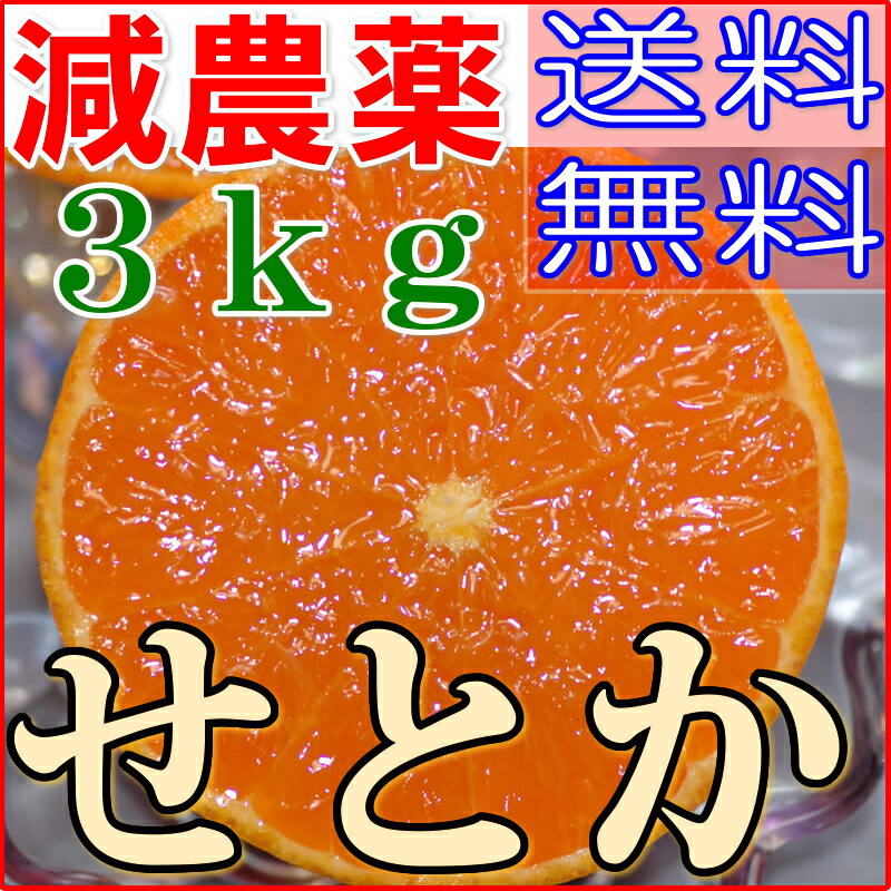 訳あり 減農薬 愛媛 せとか みかん 約3kg B品 サイズ混合 産地直送 ore 大三島 NN