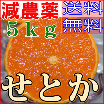 訳あり 減農薬 愛媛 せとか みかん 約5kg B品 サイズ混合 産地直送 ore 大三島 SSS 3t