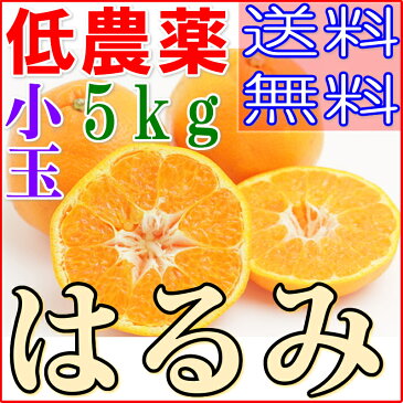 【訳あり】低農薬 愛媛 はるみ みかん 約5kg 小玉SSサイズ 産地直送 ore 5h