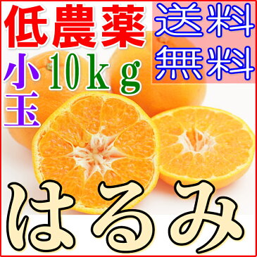 【訳あり】低農薬 愛媛 はるみ みかん 約10kg 小玉SSサイズ 産地直送 ore 5h