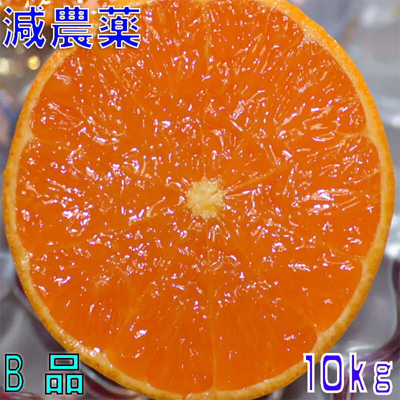 訳あり 減農薬 愛媛 せとか みかん 約10kg B品 サイ