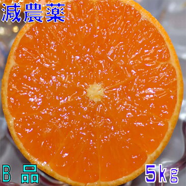 訳あり 減農薬 愛媛 せとか みかん 約5kg B品 サイズ混合 産地直送 ore 大三島 SSS 3t