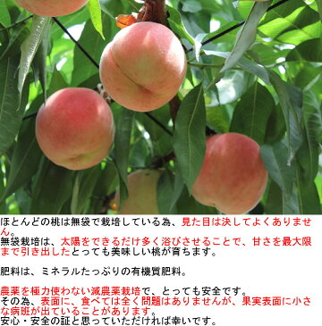 減農薬 長野産 桃 約2.8kg 9〜12玉入 品種お任せ 川中島白桃 黄金桃 など もも モモ 産地直送