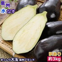 2024年5月分予約訳あり 泉州 生 水なす 大玉15個 約3kg 水ナス 水茄子 ギフト S10