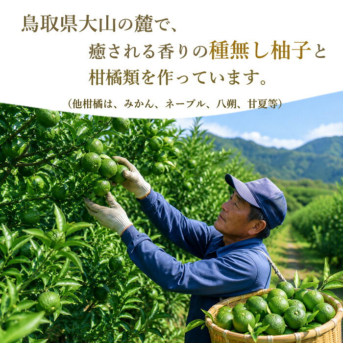 無農薬 種無し 柚子 青柚子 ゆず 1kg ～ 10kg 鳥取産 青ゆず ユズ 種なし 多田錦 ...