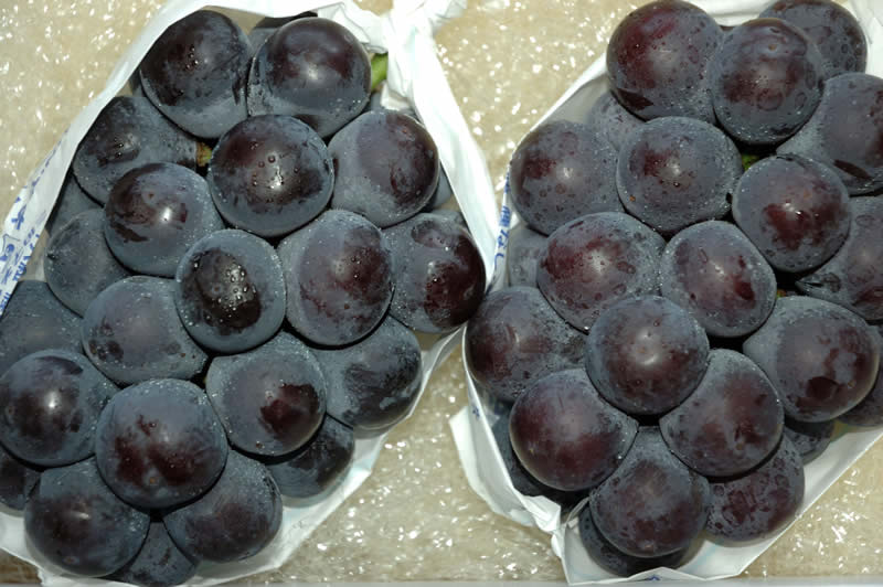 9月分予約 岡山産 ぶどう ピオーネ 1kg 2房 赤秀 化粧箱入 贈答用 特選品 ブドウ 葡萄 産地直送 SSS ※ ふるさと納税 ではありません