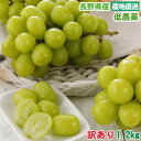 10月分予約 低農薬 訳あり シャインマスカット ぶどう 1.2kg 小粒3〜4房入 葡萄 ブドウ 長野 産地直送 SSS ※ ふるさと納税 ではありません