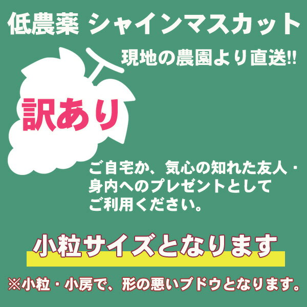 低農薬 訳あり シャインマスカット ぶどう 1...の紹介画像3