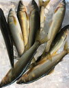 高知 四万十川産 天然 鮎 約500g 約6〜8尾入 あゆ アユ 産地直送 SSS ※ ふるさと納税 ではありません