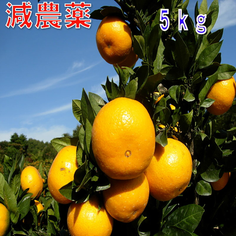 10月分予約 糖度12～15度 和歌山産 減農薬 みかん 約5kg 2S～2Lサイズ混合 ミカン 蜜柑 産地直送 SSS