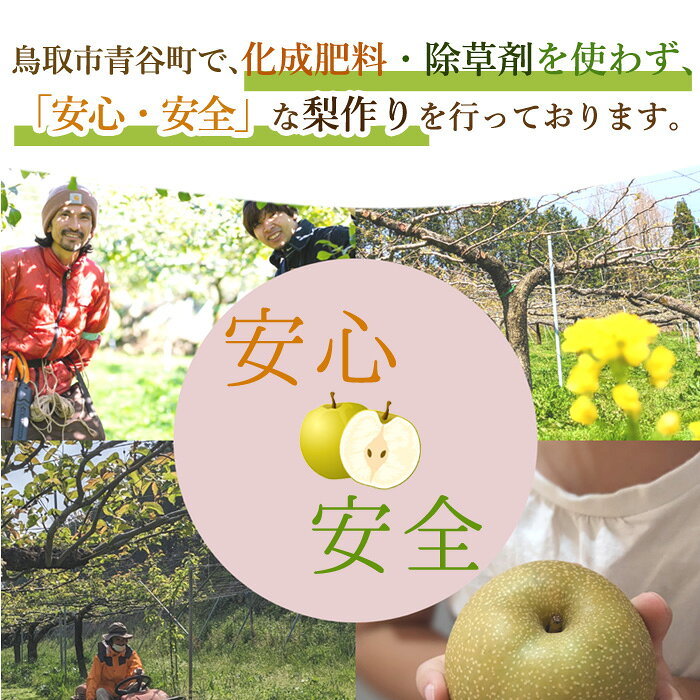 減農薬 鳥取産 洋梨 約2.8kg～4.5kg 訳あり ラ・フランス シルバーベル パス・クラ...