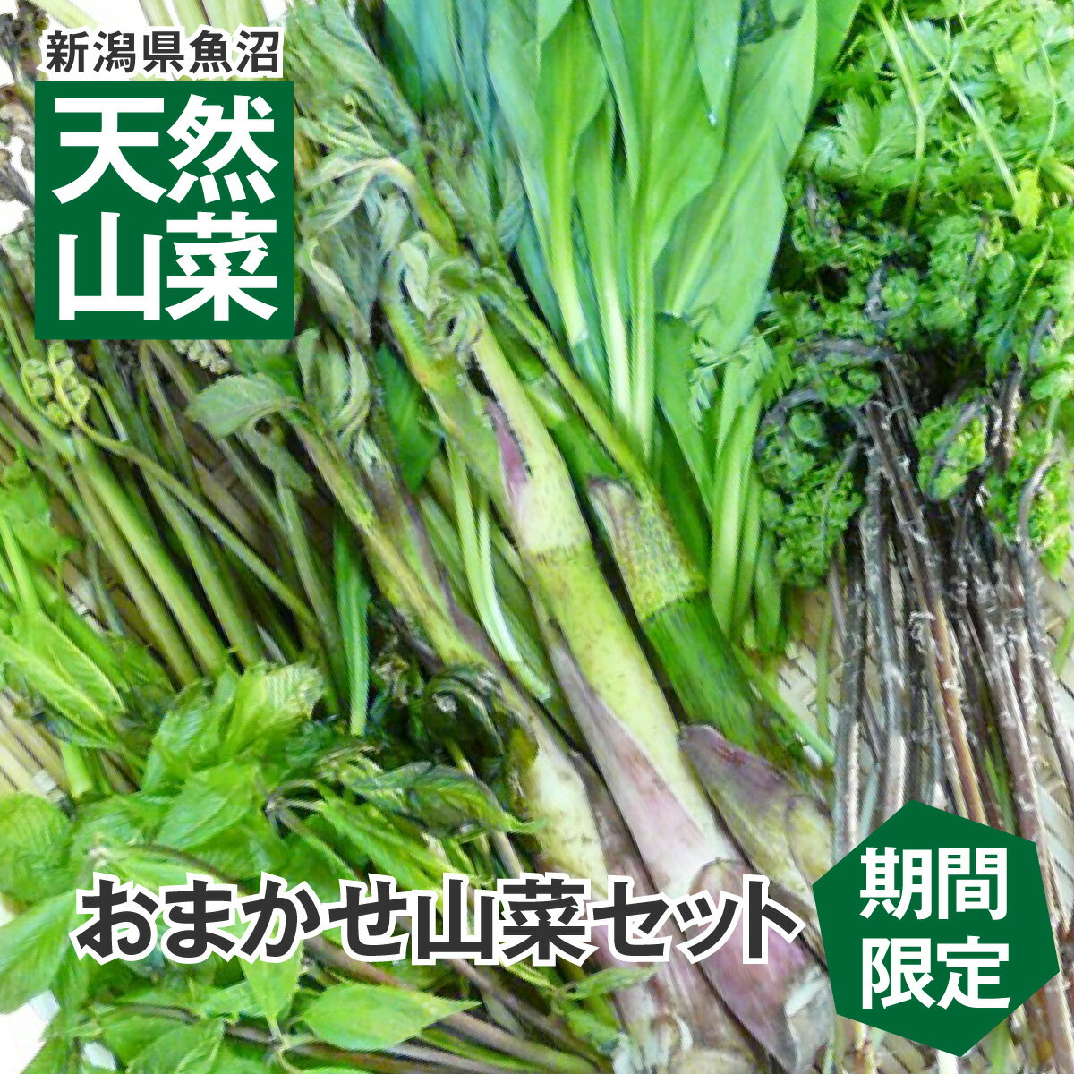 今期間もなく終了 【送料無料】新潟県魚沼産 天然山菜セット 新潟 魚沼 天然 山菜 朝採り 笑顔の里 クール便 4月下旬から5月中旬頃まで