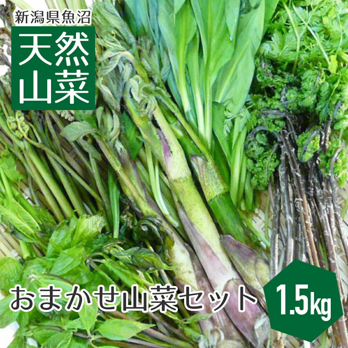 今期間もなく終了 【送料無料】新潟県魚沼産 天然山菜セット 1.5kg 新潟 魚沼 天然 山菜 朝採り 笑顔の里 クール便 [3月下旬から5月中旬ころまで]