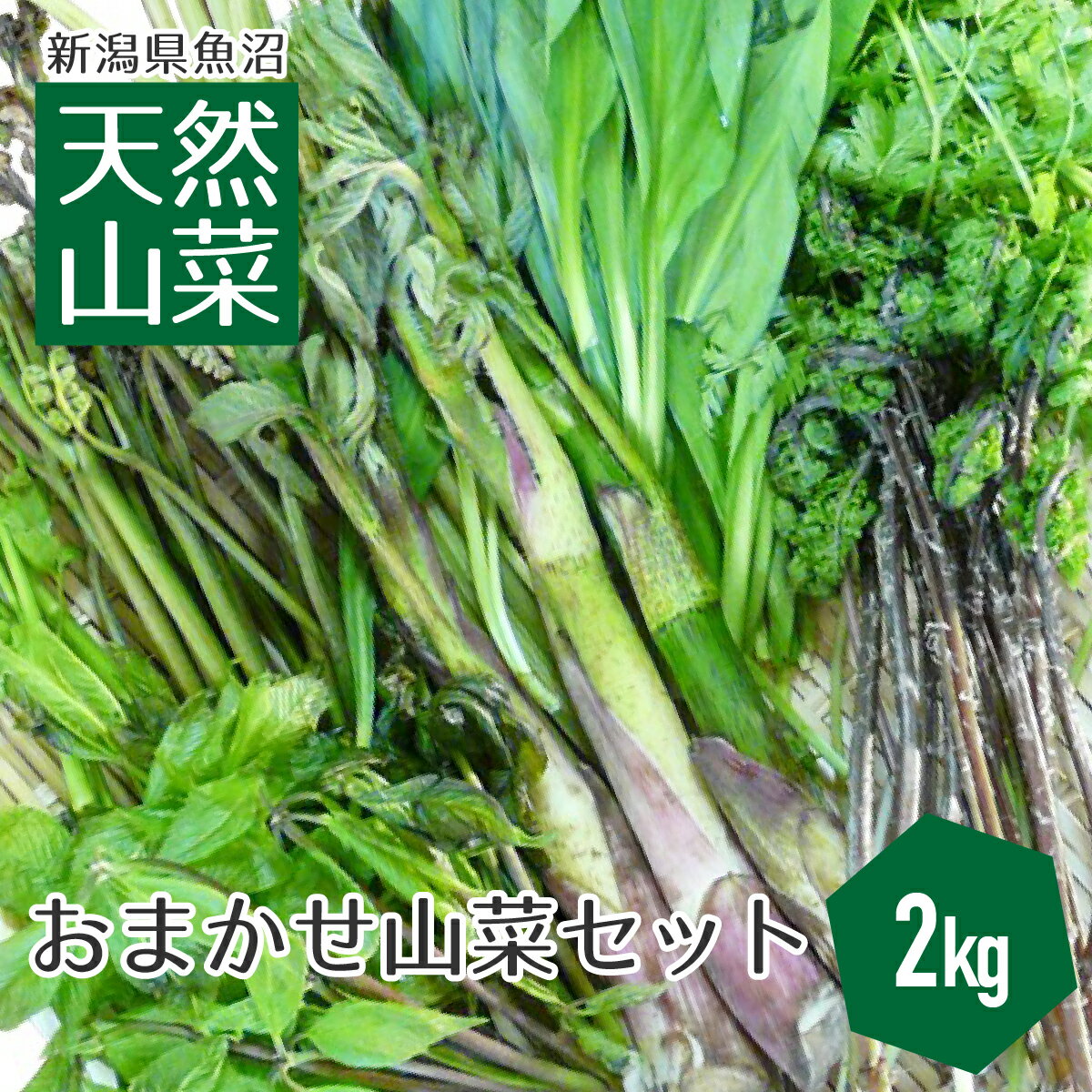 今期間もなく終了 【送料無料】新潟県魚沼産 天然山菜セット 2kg 新潟 魚沼 天然 山菜 朝採り 笑顔の里 クール便［3月下旬から5月中旬頃まで］