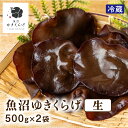 【送料無料】新潟県産 南魚沼市 ぷりぷり食感【魚沼ゆきくらげ 生500g×2袋セット 冷蔵】国産 生きくらげ キクラゲ