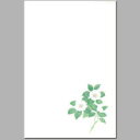 喪中 はがき 寒中見舞い 葉書 年末 年始 ハガキ 和紙 和...