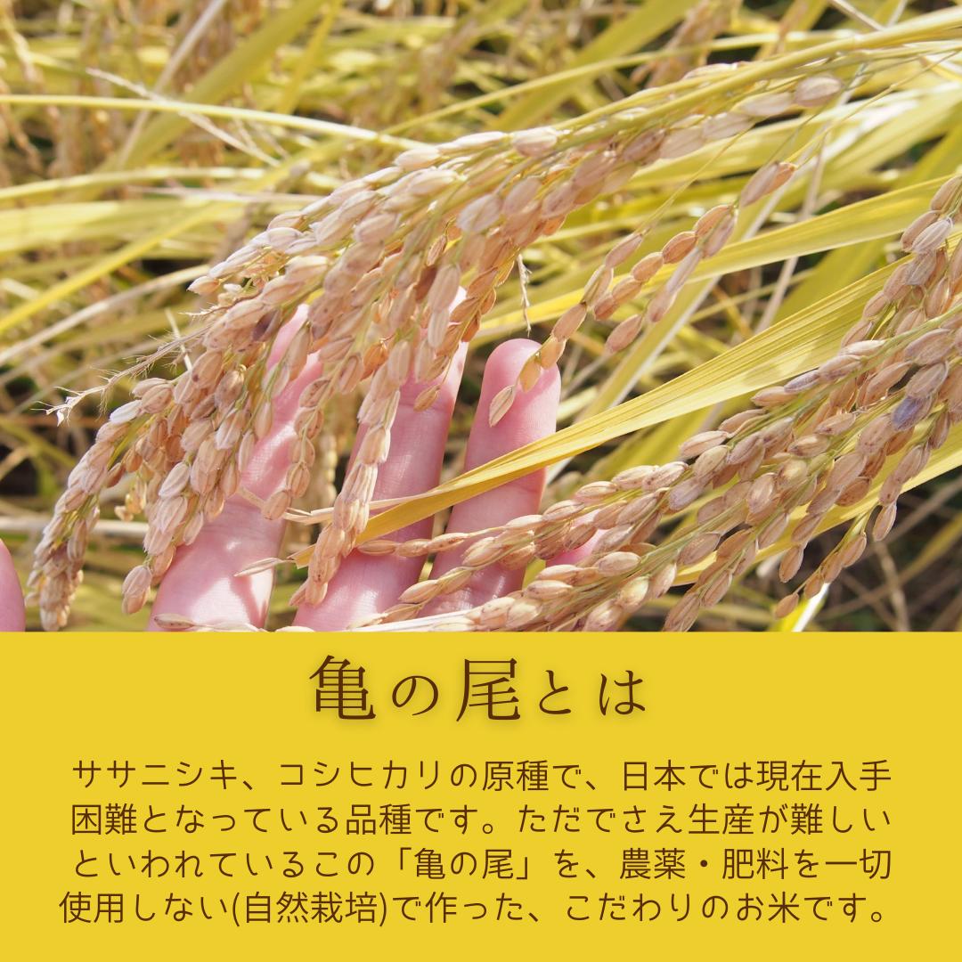 1年蔵熟成 玄米 亀の尾 令和4年産 天日干し...の紹介画像2