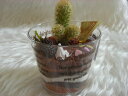 観葉植物 さぼてん プチケーキ チョコムース インテリアグリーン 癒しの観葉植物 スィーツアレンジ ギフト プレゼント