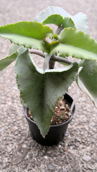 多肉植物　カランコエ　仙女の舞（ベルベットリーフ）3,5号サイズ