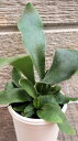 観葉植物 コウモリラン(ビカクシダ、プラティセリウム)ネザーランド 2,5サイズ癒しの観葉植物 インテリアグリーン 観葉植物 おしゃれ インテリア ギフト プレ...
