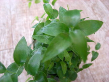 ミニ観葉植物　スマイラックス（アスパラガス　アルブス）　ラベル付き3号苗癒しの観葉植物　インテリアグリーン　観葉植物　おしゃれ　かわいい　インテリア　ギフト　プレゼント　かっこいい